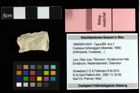 Foto (Objekt + Etiketten) von Coelopus hoheneggeri (Moericke, 1889)